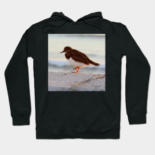 Sandpiper bird enjoying some relaxing time by the sea Hoodie